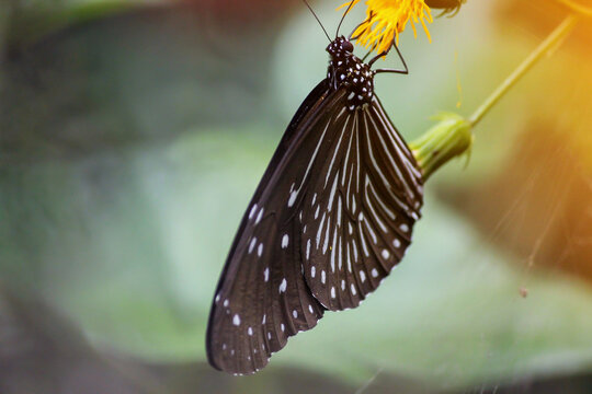 A Striped Blue Crow butterfly perched on a flower