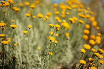 Obraz premium Tansy blooms with a yellow carpet decorating the lawns.