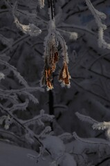 nature's winter dream