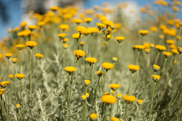 Fototapeta na wymiar Tansy blooms with a yellow carpet decorating the lawns.