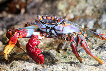 rote_Klippenkrabbe_mit_1_Schere