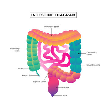 digestive system, colon and small intestine. Medical Education Chart of Biology for Intestine Diagram.