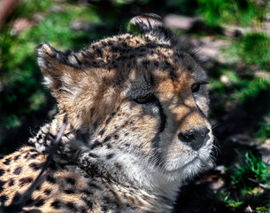Cheetah at rest on the lawn. Latin name - Acinonyx jubatus	
