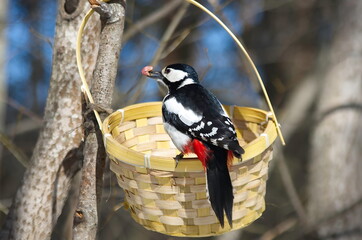 A large spotted woodpecker near the basket. 
