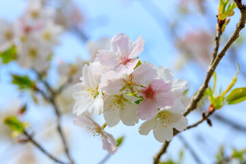 Fototapeta na wymiar 葉桜と青空