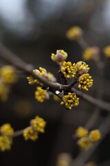 dogwood blossoms