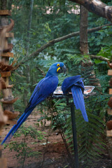 Parrots in a wild and natural state in the north of argentina