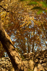 tree in autumn