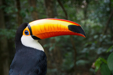 Toucan in a wild and natural state in the north of argentina