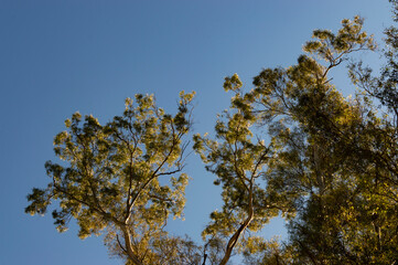 trees in the sky