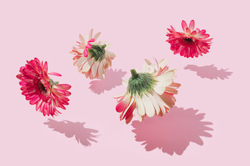 Creative, modern composition made of pink flowers floating above pastel background. Minimal, bold Spring or Summer concept.