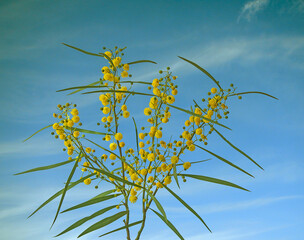Close up of Acacia with yellow flowers