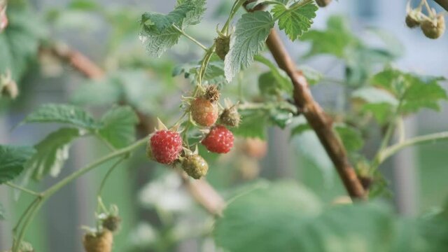 red raspberry on a branch in the rain