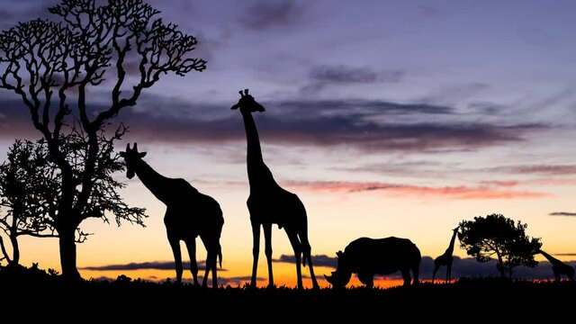 Giraffe at Twilight: Time Lapse with Colourful Sky and Dark Silhouette of African Landscape