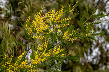 Mimosa Acacia dealbata (silver or blue acacia) in Adler Arboretum Southern Cultures. Yellow fluffy flowers on blurred background of eucalyptus leaves. Selective focus. Spring in Sochi.