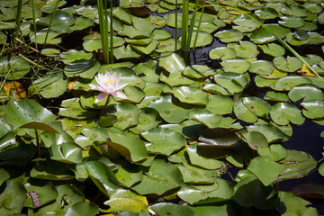 Moss and floating leaves with flowers in the pond