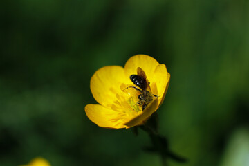 Macro photography, tiny yellow flower with insect sucking nectar on a light green out-of-focus background.