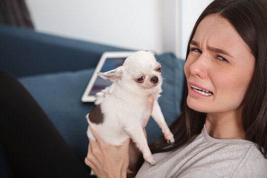 Young Woman Making Funny Sad Face Mimicking Her Small Chihuahua Dog