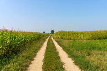 Path in the country near Bereguardo, Pavia, Italy, at September