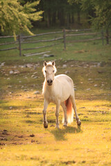 White elegant horse in soft sunlight looking like a magic horse from fantasy movie 