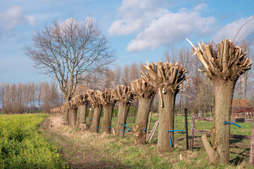 A row of freshly pruned willow trees - obrazy, fototapety, plakaty
