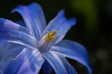 Chionodoxa or Scilla luciliae, the Glory-of-the-snow or Glory-of-the-snow is a bulbous perennial with blue blossoms like little stars. Blurred green background