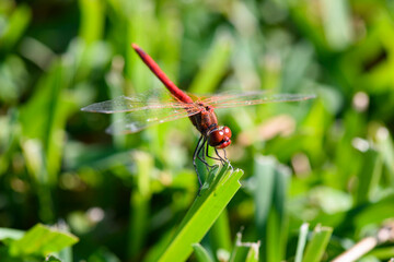 A beautiful red dragon fly on leaf