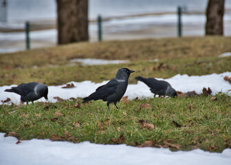 Close-up of a jackdaw in an urban environment on a clearing with grass in the middle of the last snow during the first spring thaw on a cloudy day.