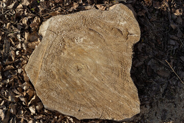Top view of a felled stump in a forest close-up. The destruction of trees for the needs of mankind