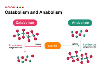 Biological diagram explain difference of catabolism and anabolism. The synthesis and breakdown large molecule with ATP as energy.