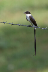Fork-tailed Flycatcher, (Tyrannus savana), perched in a wire fence, Magdalena Valley, Colombia.