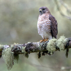 Roadside Hawk