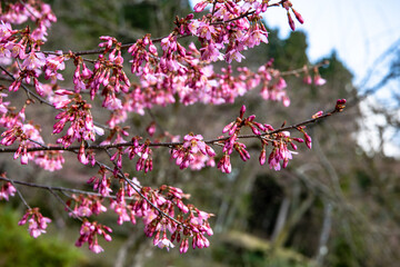 林業試験場樹木公園のオカメザクラ