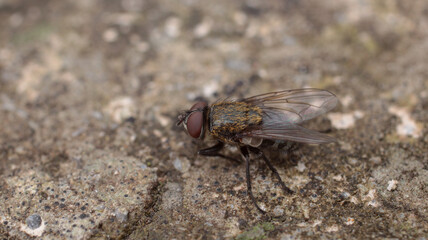 Natural Tachina fera fly macro photo