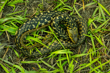 The snake is sitting twisted rounder its body into the green grass