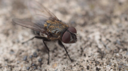 Natural Tachina fera fly macro photo