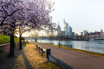 Frankfurt skyline with river main in cherry bloom at spring