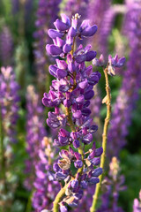 Blooming lupine on a summer field