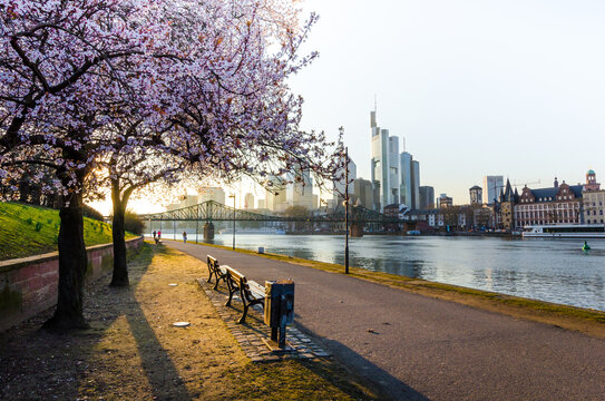 Frankfurt skyline with river main in cherry bloom at spring