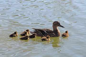 Common duck with its young in the water