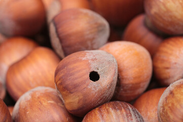 Natural dried shell hole hazelnut macro photo