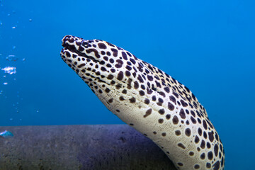 The Moray eel fish is swimming in water