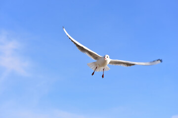 A seagull, spreading its wings wide, smoothly and calmly glides in a blue sky with light cirrus clouds