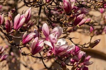 Magnolienblüten im Frühling