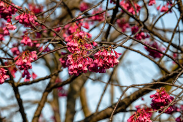林業試験場樹木公園の寒緋桜