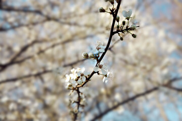 Selective focus on blooming tree branch. Close up