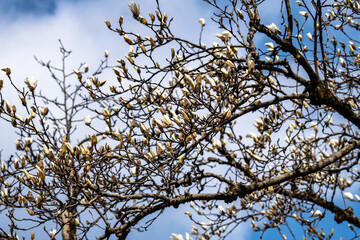 林業試験場樹木公園のハクモクレンの開花