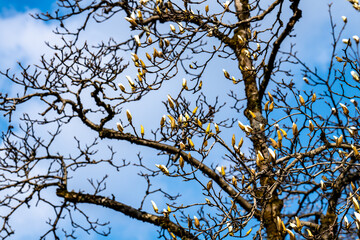 林業試験場樹木公園のハクモクレンの開花