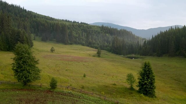 Video of a picturesque summer meadow surrounded by coniferous trees, the Rhodopi Mountains in Bulgaria..