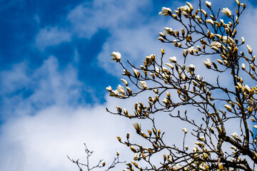 林業試験場樹木公園のハクモクレンの開花